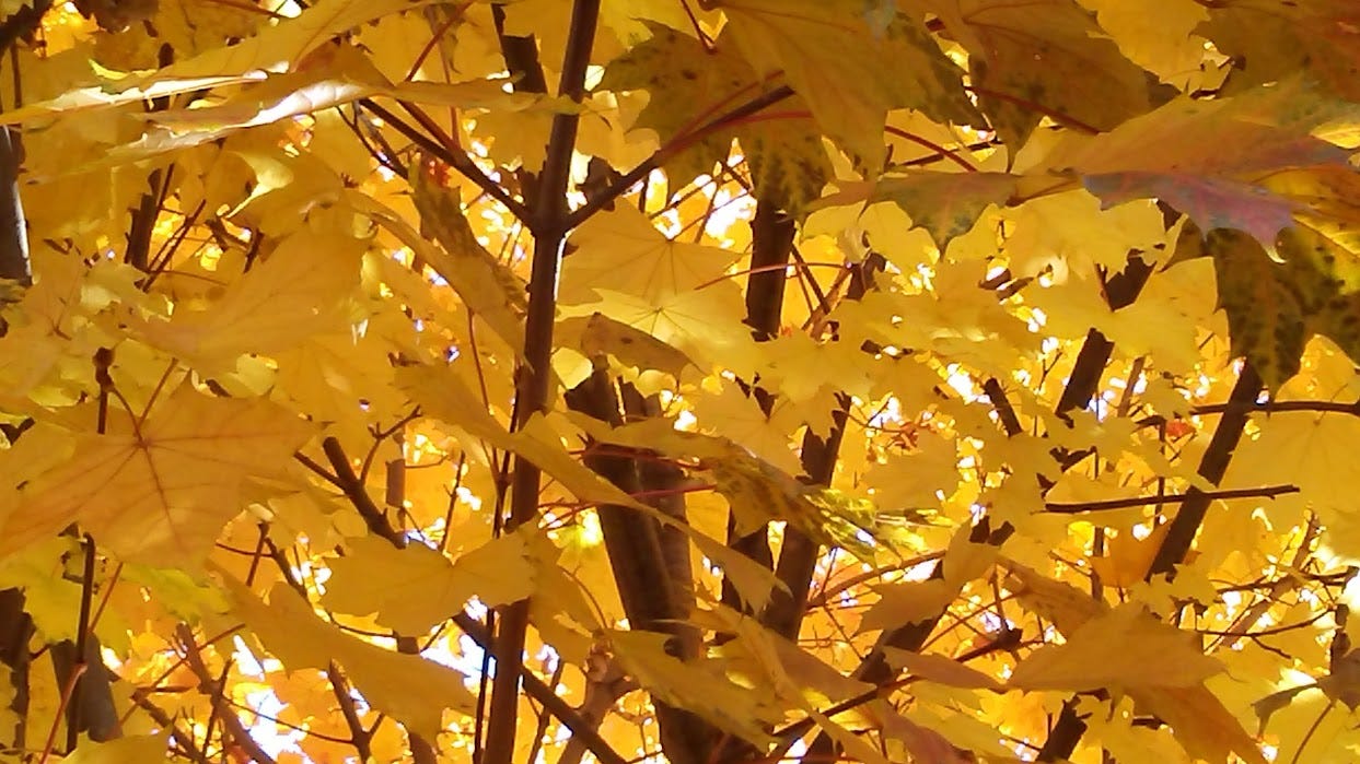 Golden leaves of a maple tree in autumn.