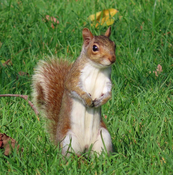 Left: Gray squirrel standing in green grass Right: Gray squirrel campaign poster
