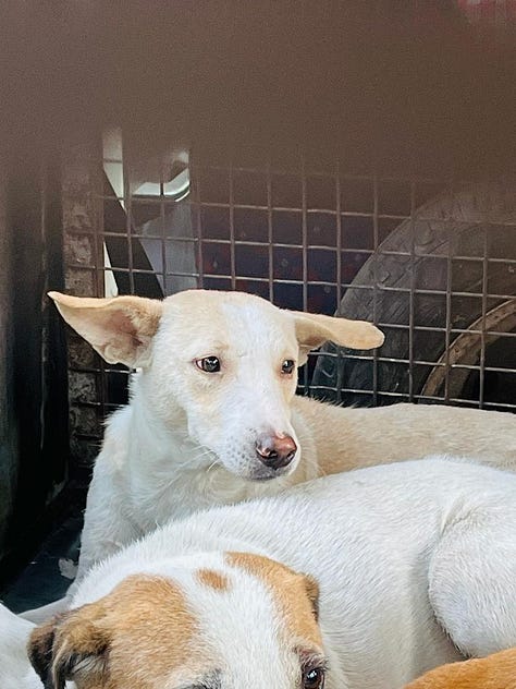 More photos of adorable doggies being transported for their spay/neuter and vaccination.