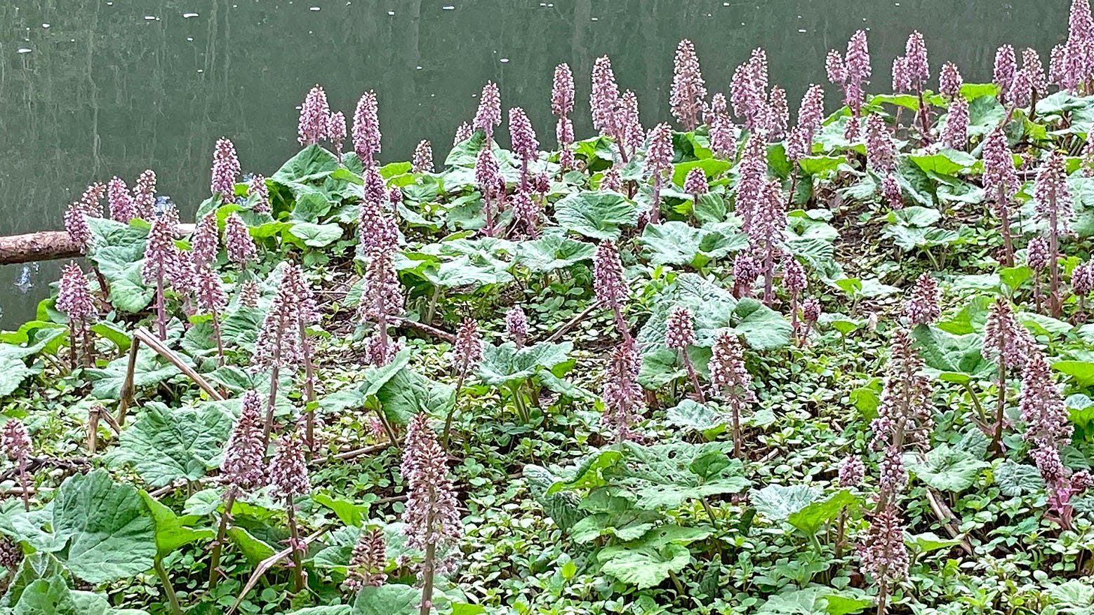 Butterbur... - by Phil Gates - Phil's Substack