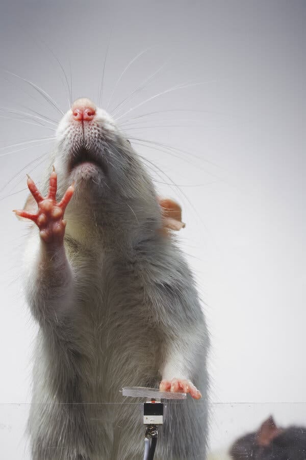 A white and brown rat pressing a lever.