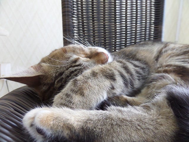 Cat Cafe Nanny Cat Cafe Nanny