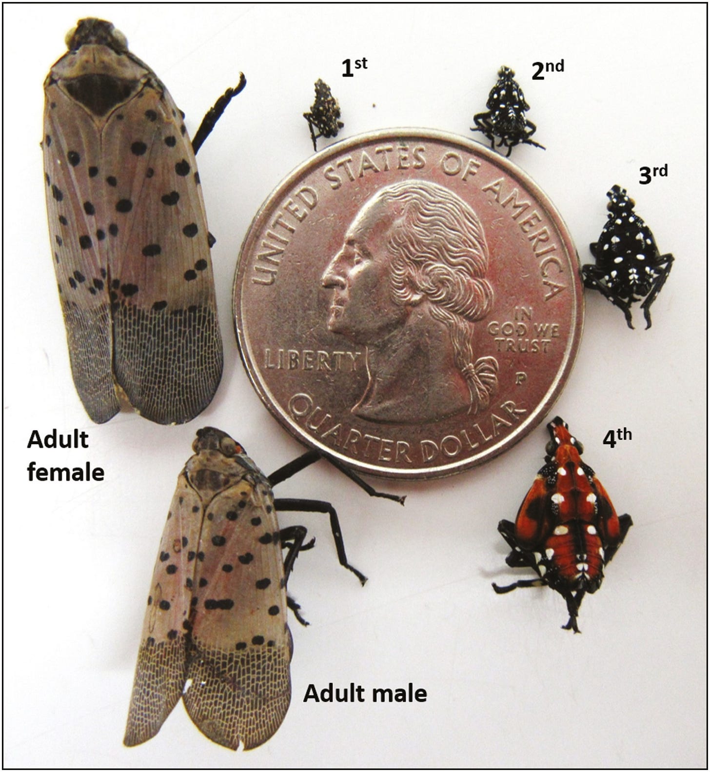 https://upload.wikimedia.org/wikipedia/commons/c/c7/Spotted_lanternfly_Life_Cycle.jpg