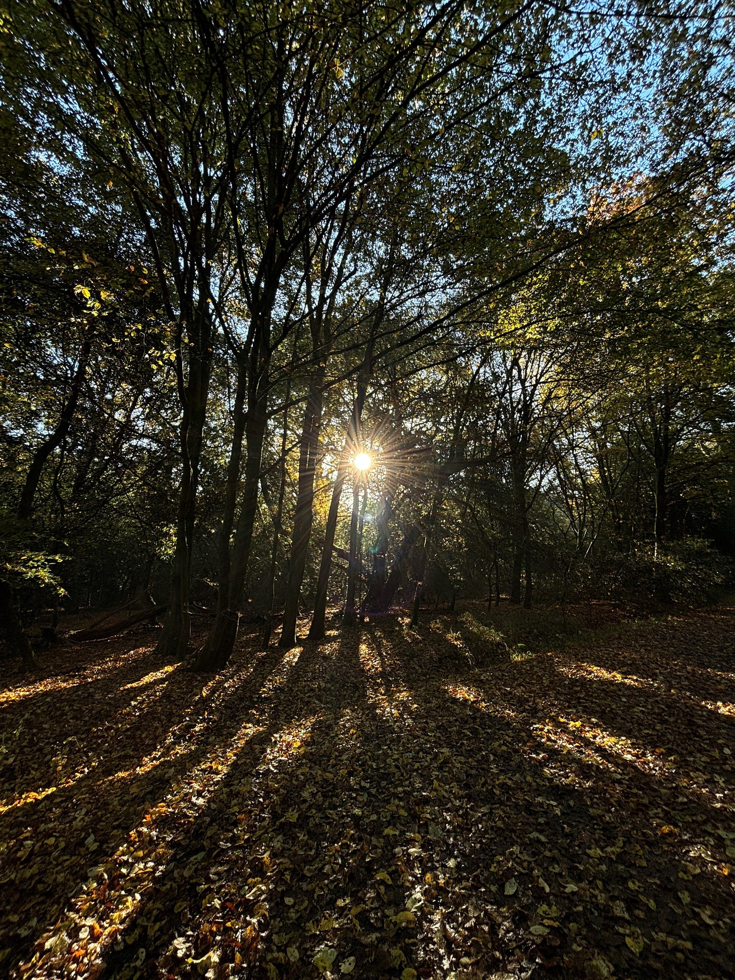 Sunlight filtering through trees with fallen autumn leaves on the ground