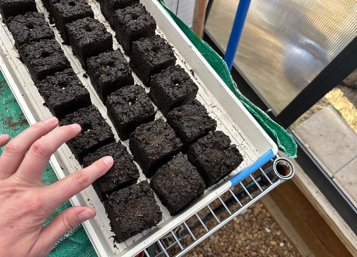 Starting peppers from seed in soil blocks, organized by labeled trays and placed under indoor grow lights.