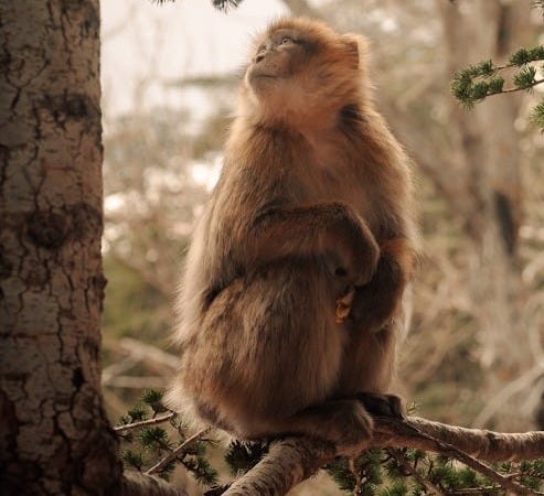 a monkey is sitting on a tree branch