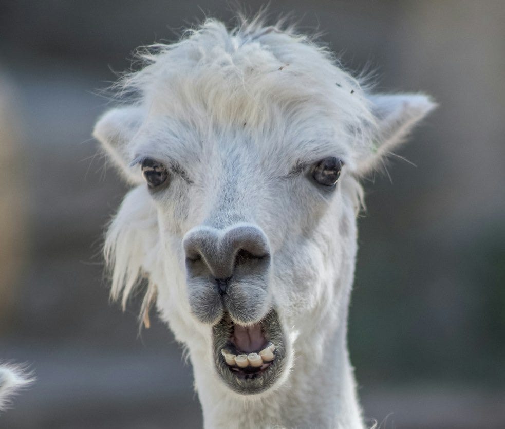 two white alpacas