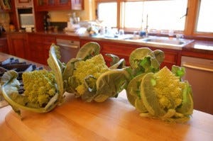 A vegetal note is nice to balance the tasty fat