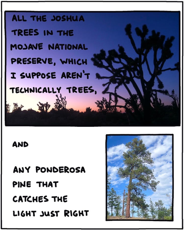 all the Joshua trees in the Mojave National Preserve, which I suppose aren’t technically trees, and any ponderosa pine that catches the light just right 