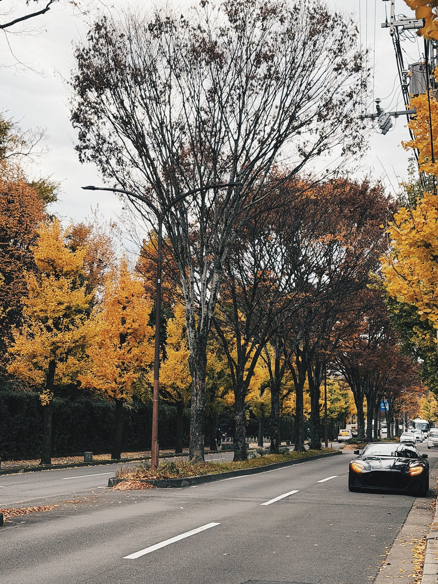 Autumn tree-lined boulevard with fallen leaves and classic car in Kyoto city streets Autumn tree-lined boulevard with fallen leaves and classic car in Kyoto city streets