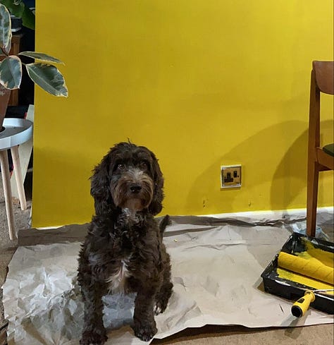 A brown dog lay on some wrapping paper. A brown dog in front of a freshly painted yellow wall. A brown dog lay next to me, on top of some ceramics I am painting.