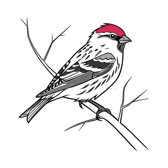Common Redpoll Bird Realistic Art Stock Illustration - Illustration of ... Common Redpoll Bird Realistic Art Stock Illustration - Illustration of ...