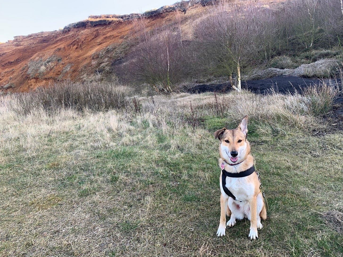 Hester in her harness sitting sweetly in front of the colorful cliffs of morsum