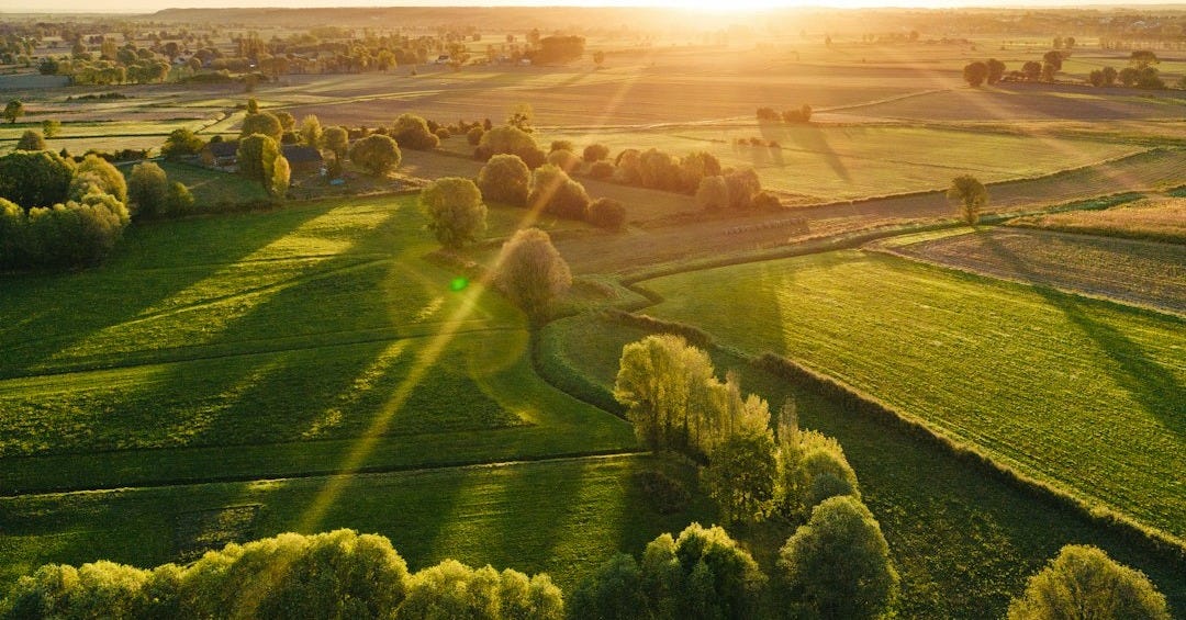 a landscape with trees and grass