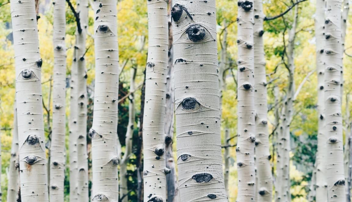 The Watchful Tree • It's a folk-name given variously to the silver birch and the aspen, because of the "eyes" that seem to gaze from these trees' trunks - formed either by The Watchful Tree • It's a folk-name given variously to the silver birch and the aspen, because of the "eyes" that seem to gaze from these trees' trunks - formed either by