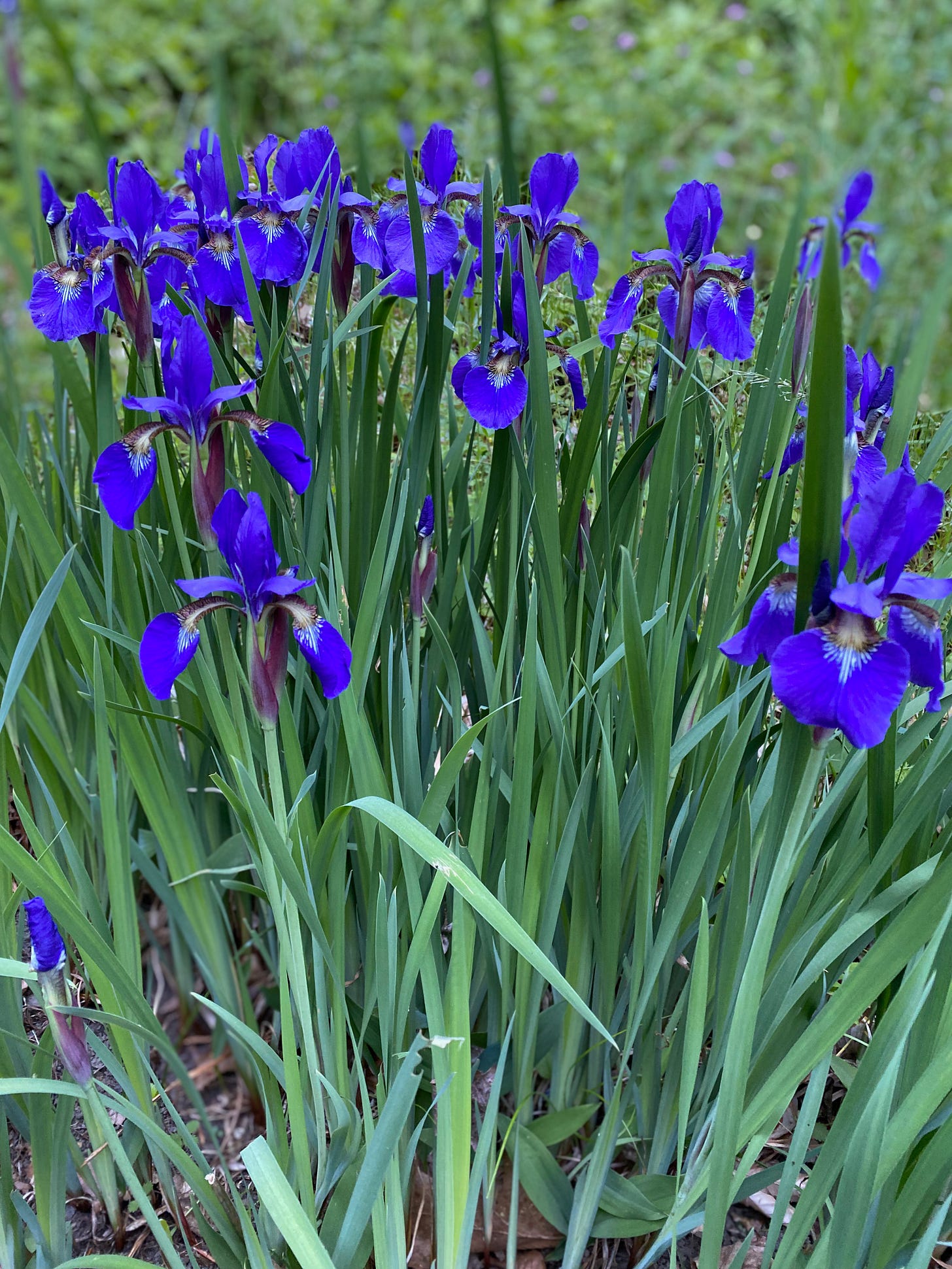 Closeup of a clump of blue-purple irises.
