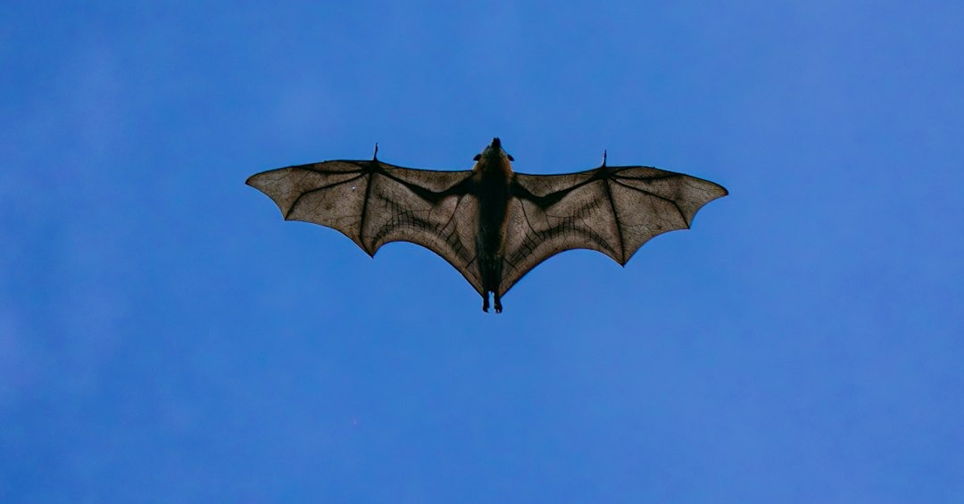 A bat flies silhouetted against blue sky. A bat flies silhouetted against blue sky.