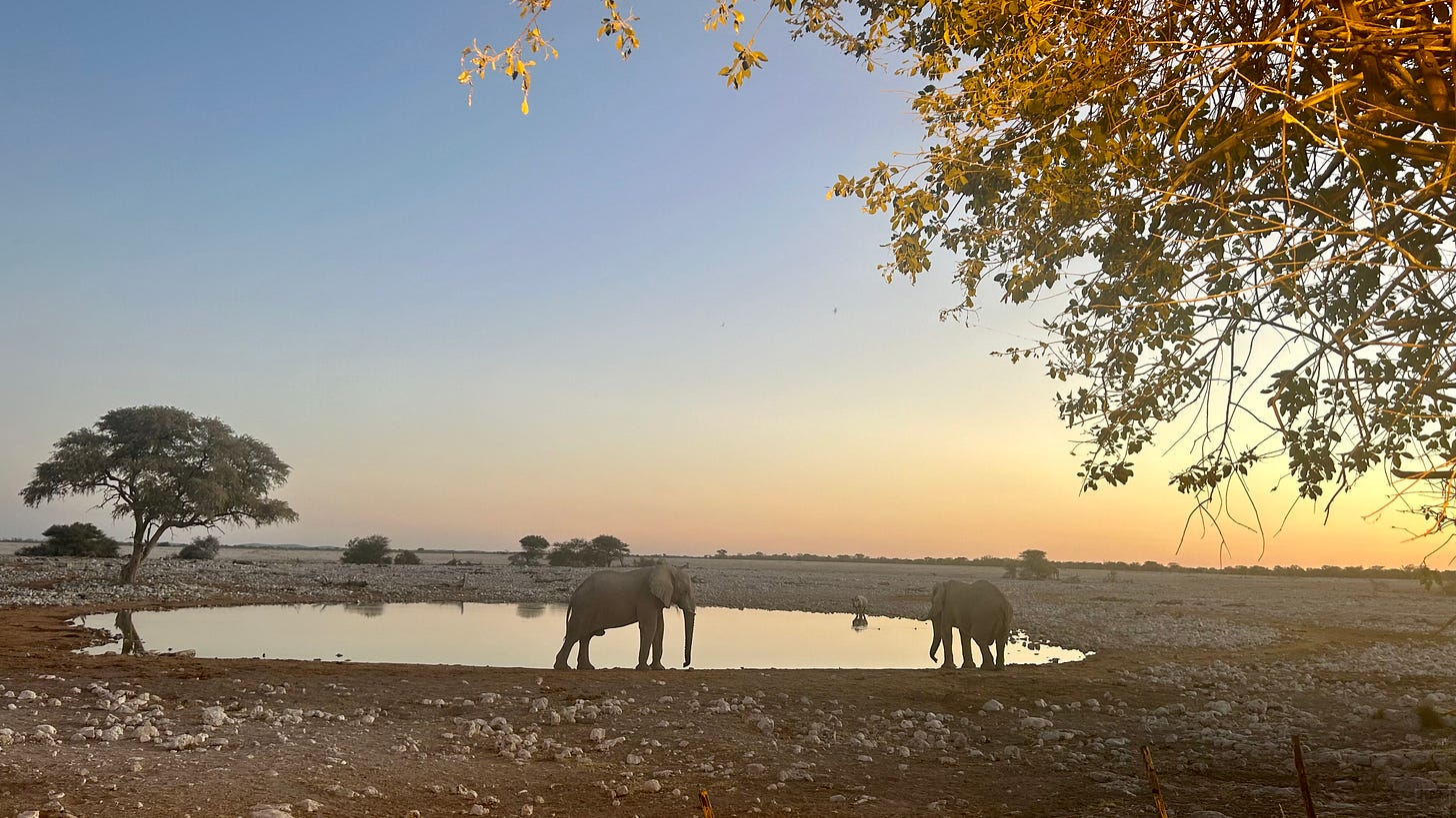 Watering hole in Etoisha National Park, Namibia.