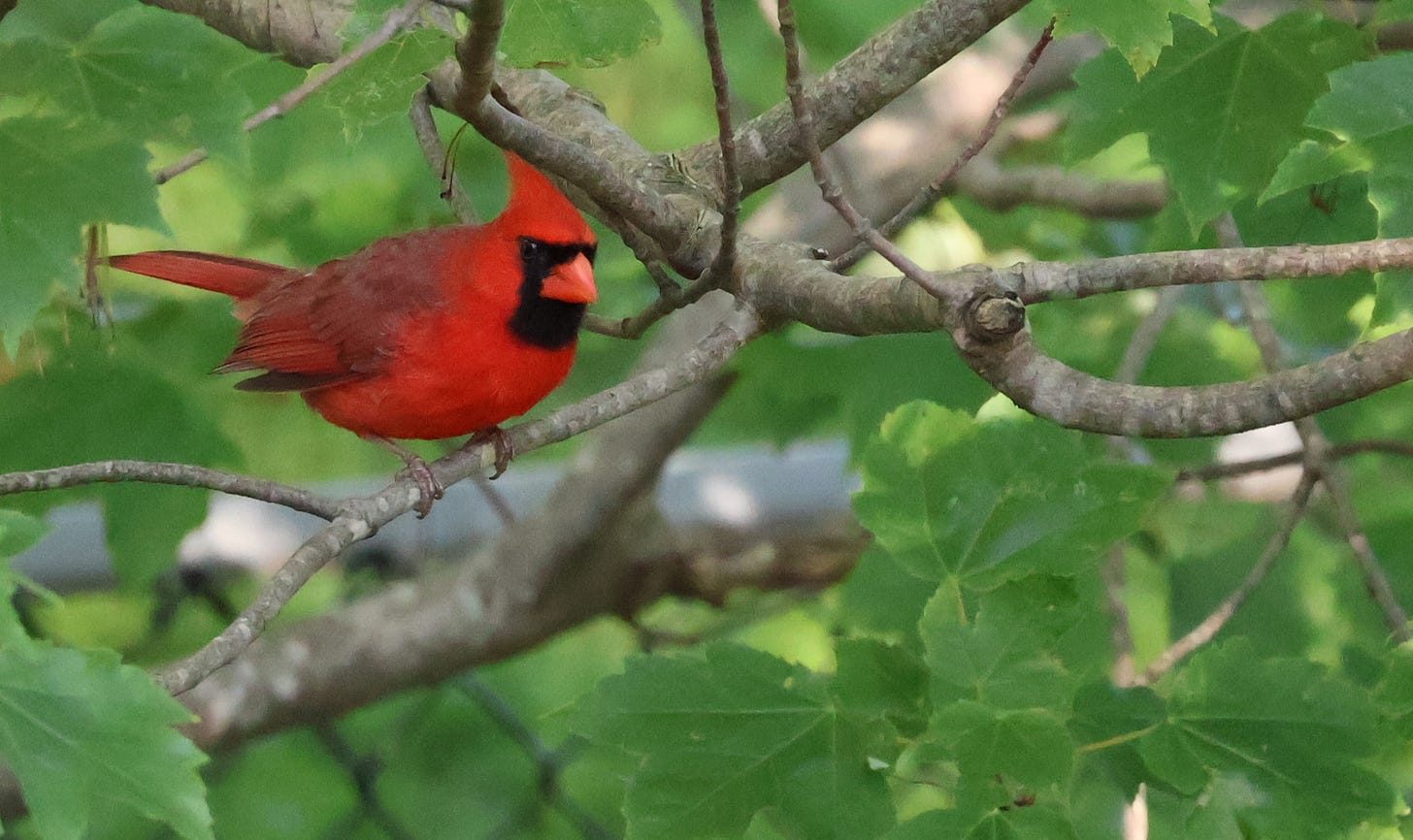 A male northern cardinal with all red feathers, a red crest, red beak, and black mask sits on a branch of a maple tree. 