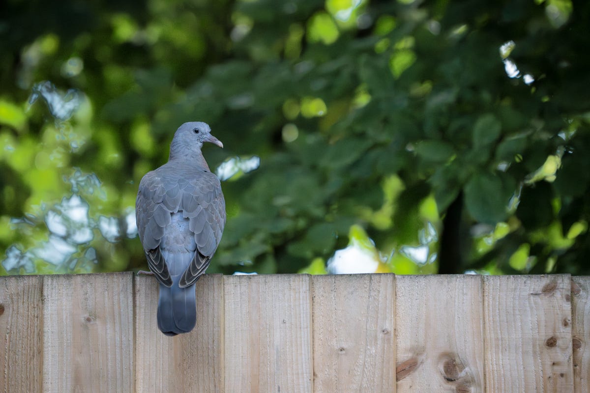 A big, mostly grey bird with dark tips to its wings and tail sits on a fence with trees behind. A big, mostly grey bird with dark tips to its wings and tail sits on a fence with trees behind.