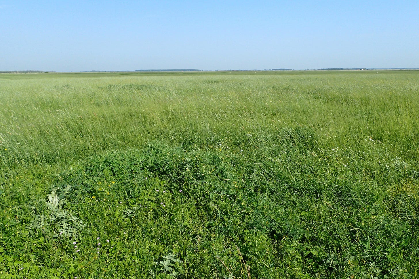 File:Hortobágy National Park kz01.jpg - Wikimedia Commons