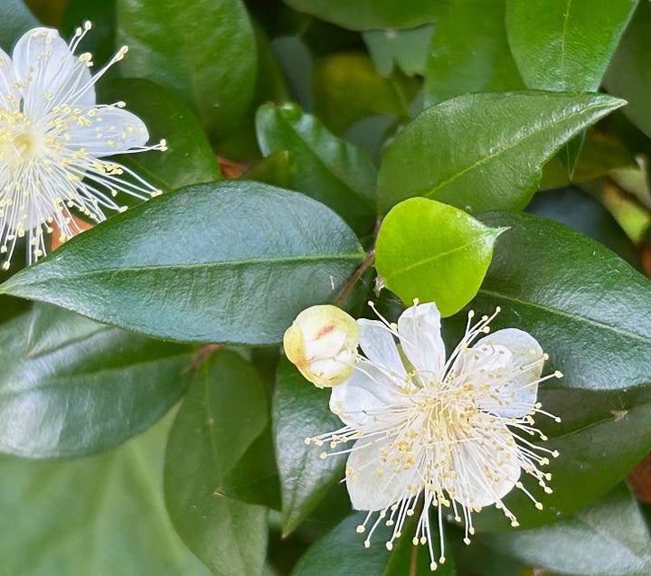 Flowers and leaves of myrtle and sage