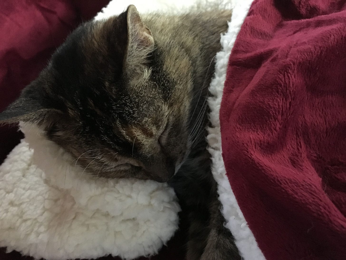 Willow’s head pokes out while sleeping under a regal looking blanket of fluffy white and soft deep red. Willow’s head pokes out while sleeping under a regal looking blanket of fluffy white and soft deep red.