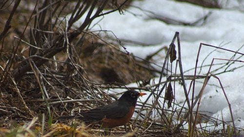 A robin in Hyalite