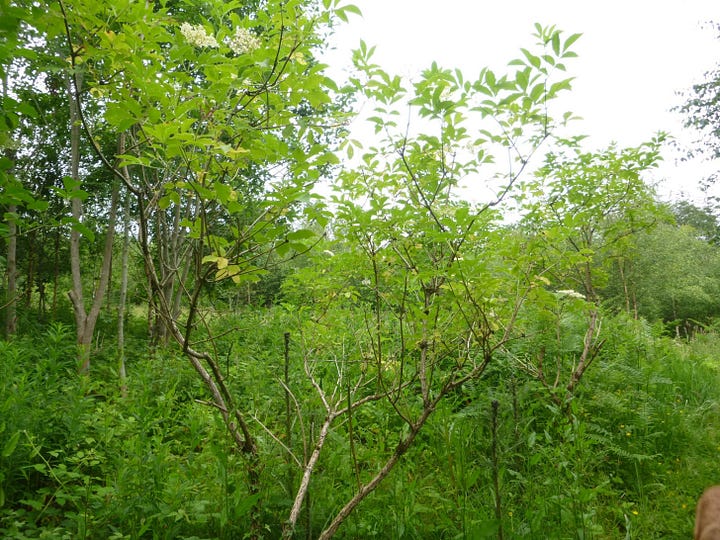 Different growing examples, alley, coppice, woodland ege and pollard