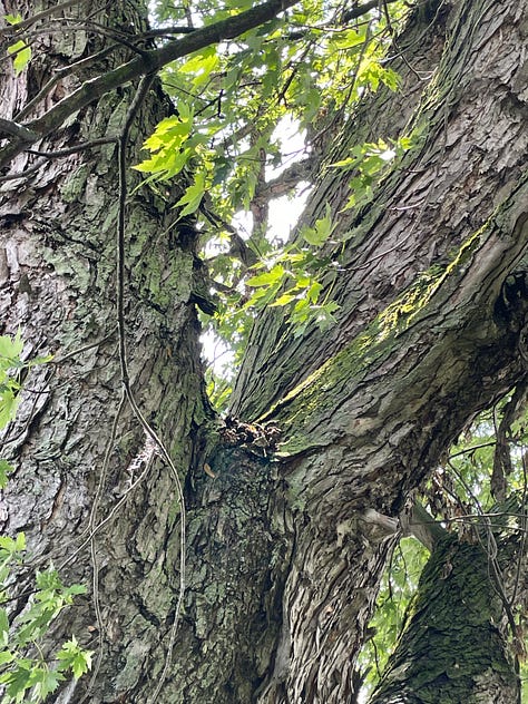 All around the state to find maple trees.