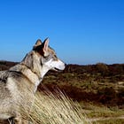 Zullen we nou krijgen?! Wolf negeert wet- en regelgeving 