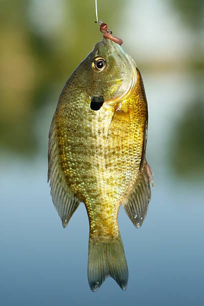 Bluegill Sunfish Stock Photos, Pictures & Royalty-Free Images - iStock