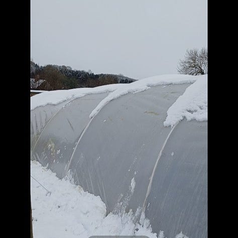 snow on poly tunnel roof, weight bearing down on the inside, knocking snow off from inside with a broom.