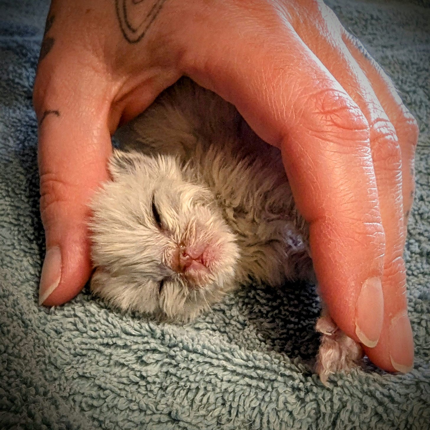 A tiny white kitten smaller than a hand