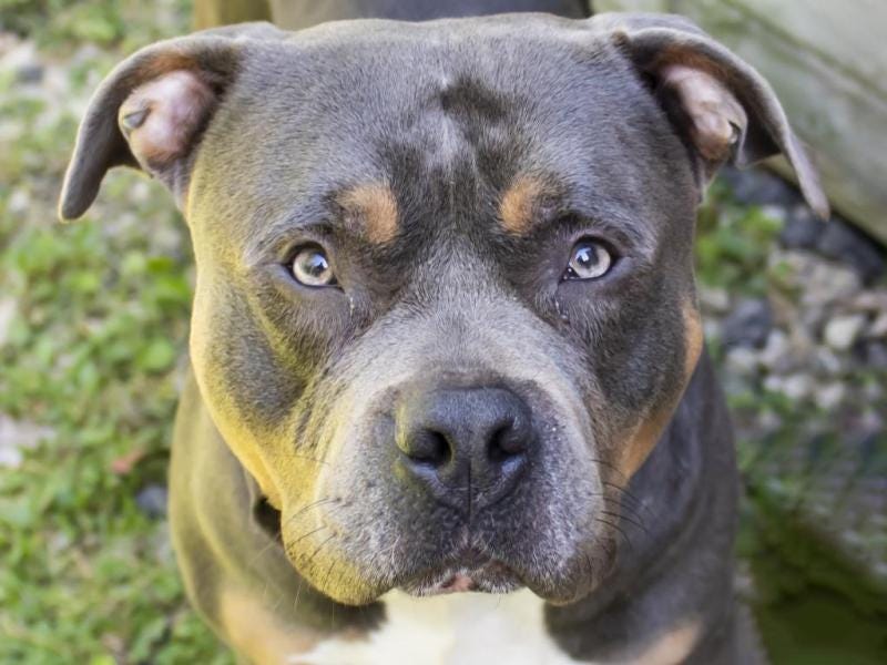 Meet your new best friend, Sahkiy – this week’s adoptable dog of the week!