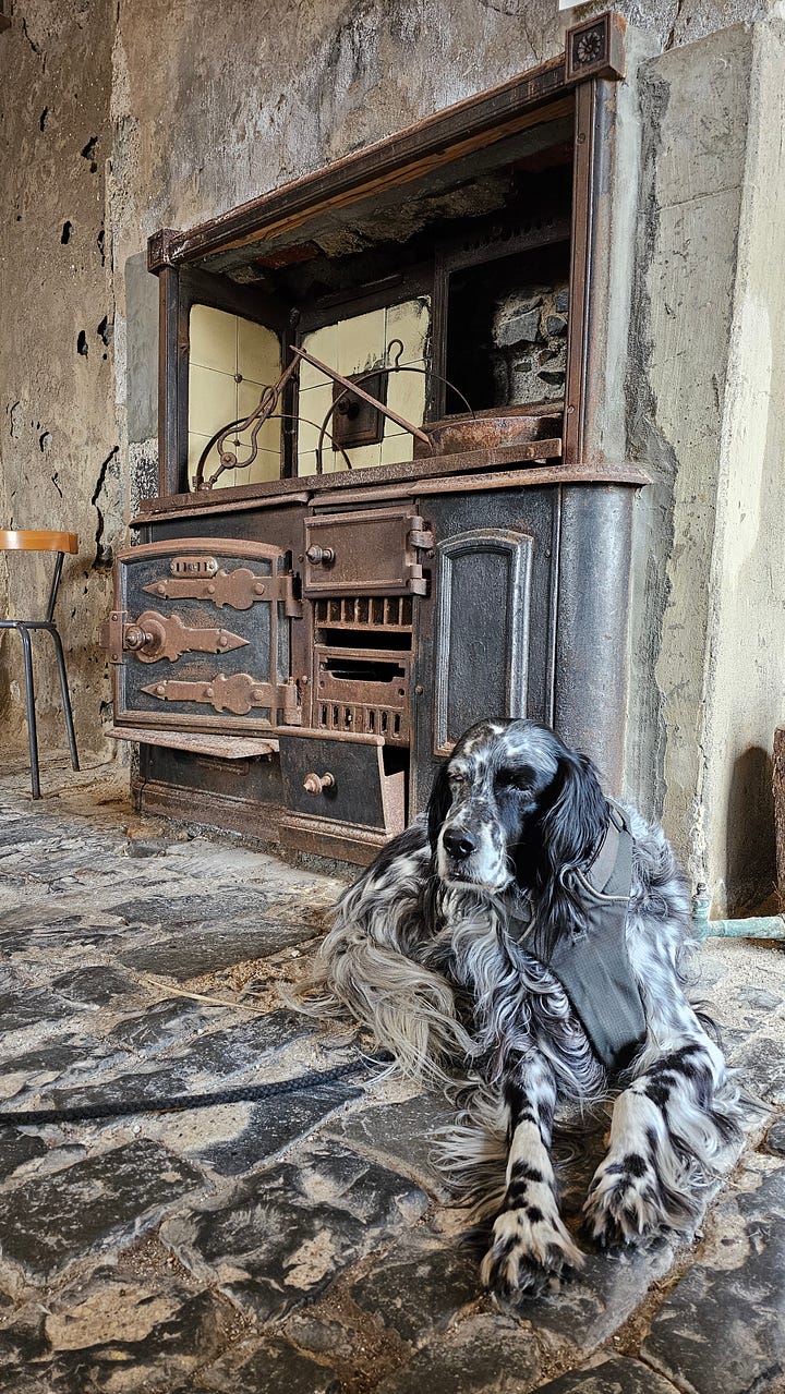 English Setter dog by an old range and in front of Ardnamurchan lighthouse.