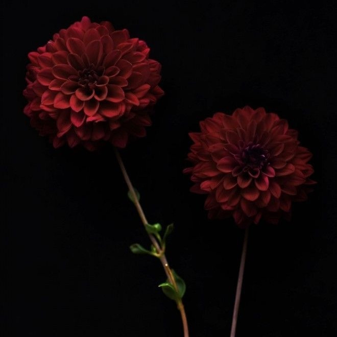 This may contain: two red flowers in a vase on a black background
