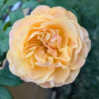 The roses are abloom! Houston "Fall" agrees with them.