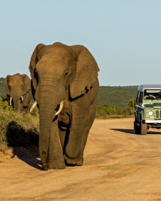 May be an image of elephant