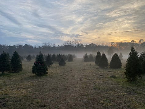 9 photos of Christmas trees (various firs) and mist-covered fields