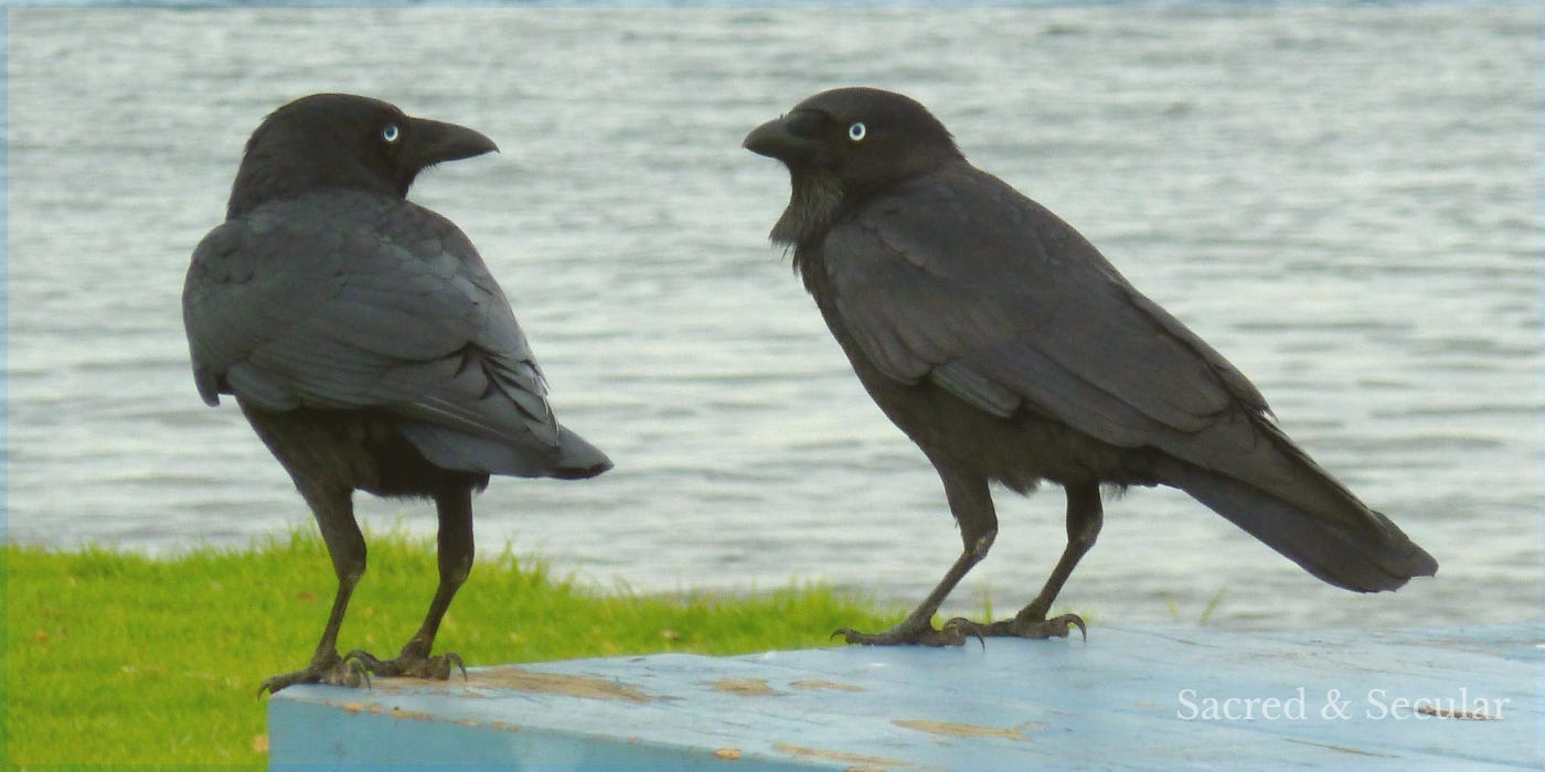 Two black crows perched beside one another, facing in the same direction. Two black crows perched beside one another, facing in the same direction.