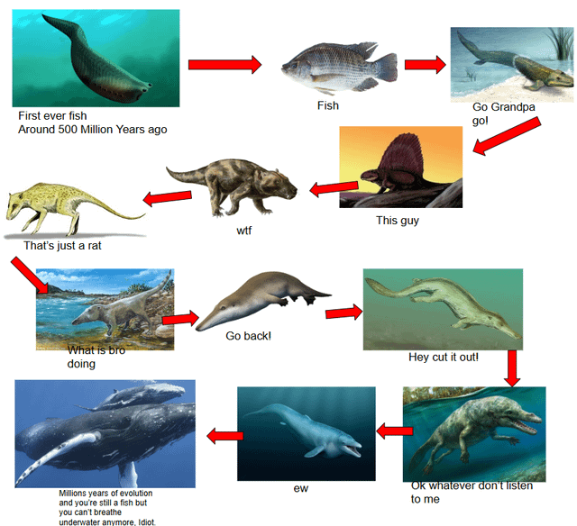 Whales Evolution : r/biology