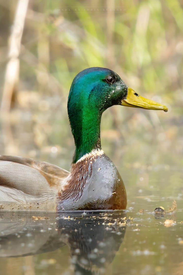 Mallard