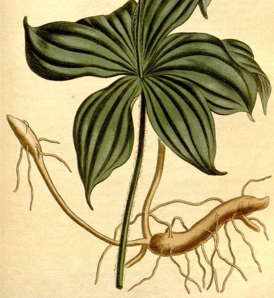 From the Spring Foraging Cookbook: Indian Cucumber