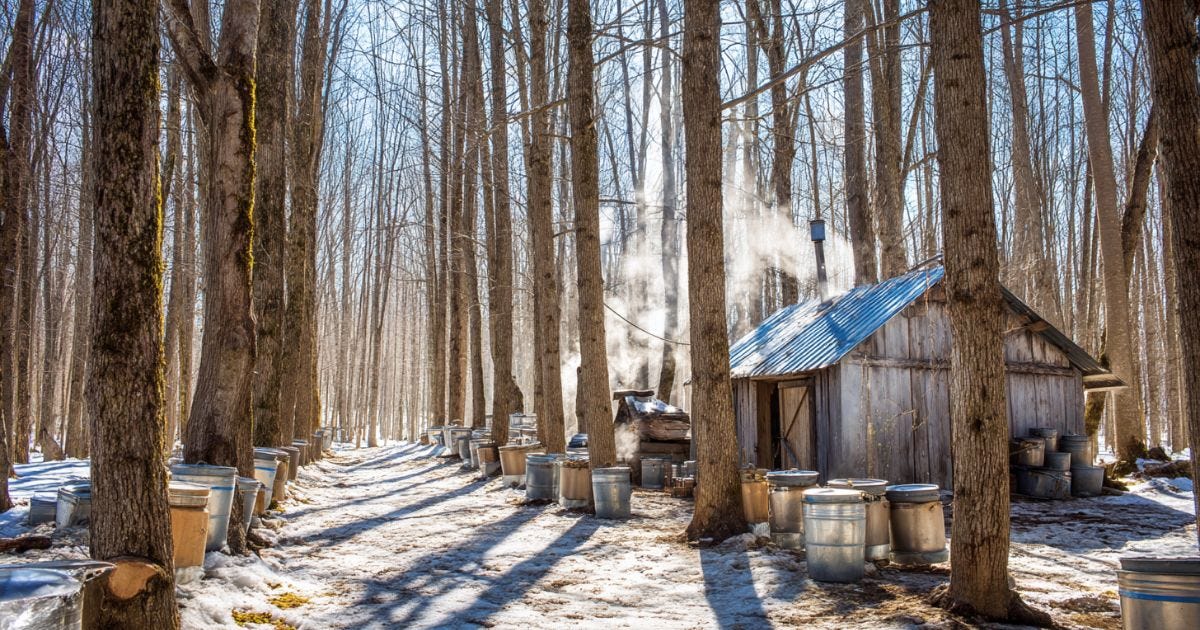 Canadian sugar bush with sugar shack and maple sap buckets in spring. Canadian sugar bush with sugar shack and maple sap buckets in spring.