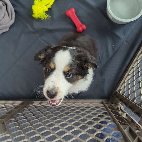 Dante sleeping, then in the kennel in the car, and finally in his new play pen.