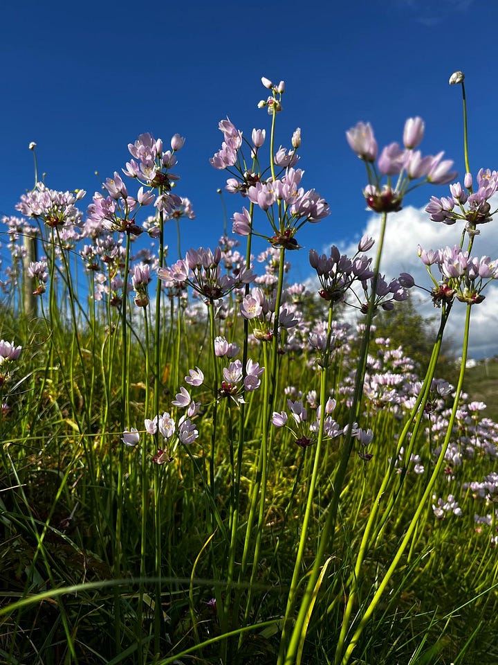 Flowers in Cornish hedgerows.