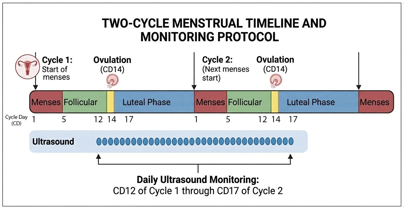 Cartoon showing three consecutive menstrual cycles with their phases: menses day 1-5, follicular phase days 6-13, ovulation day 14, luteal phase days 15-27. The next period comes on day 28 or 29. Ultrasounds are indicated as being performed from day 12 in the first cycle to approximately day 17 in the second cycle. Cartoon showing three consecutive menstrual cycles with their phases: menses day 1-5, follicular phase days 6-13, ovulation day 14, luteal phase days 15-27. The next period comes on day 28 or 29. Ultrasounds are indicated as being performed from day 12 in the first cycle to approximately day 17 in the second cycle.