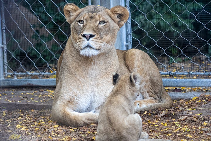 A lioness with her cub at the zoo