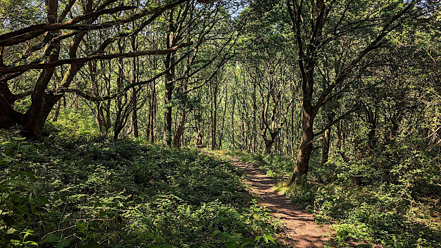 A shady forested path on a sunny day